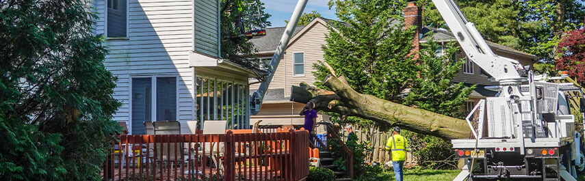 Tree Trimming Services