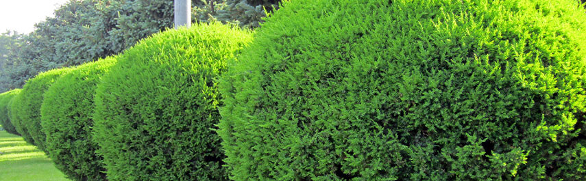 Tree Planting Services