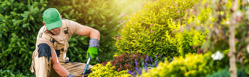 Tree Trimming Services