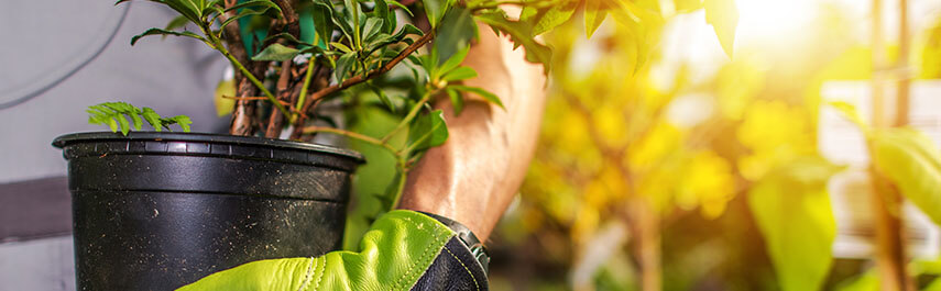 Tree Services